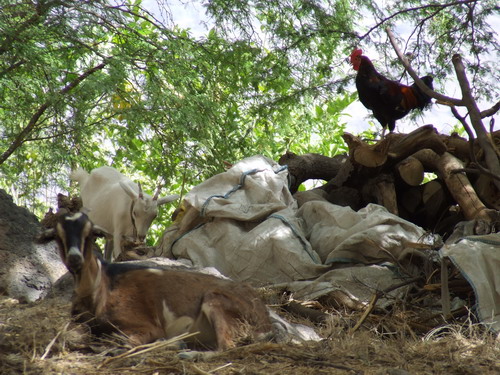 Fotografia di un piccolo gruppo di capre