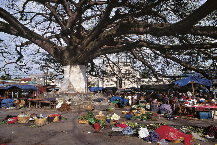 Albero sacro Ceiba a Palin Esquintla Autore: Marino Cattelan fotografia mostra