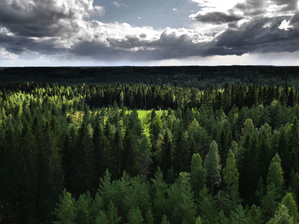 immagine da Secrets world largest forest immagine da Secrets world largest forest